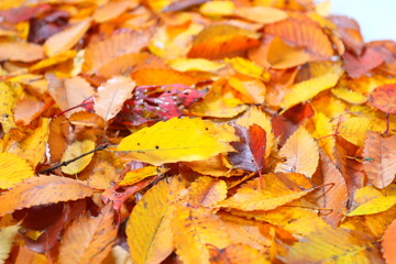 落ち葉　紅葉　秋イメージweb素材