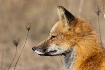 Red fox portrait in autumn