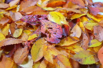 落ち葉　紅葉　秋イメージweb素材