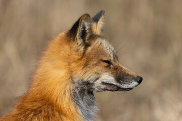 Red fox portrait in autumn