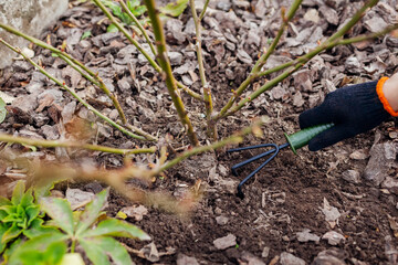 Gardener loosening soil around rose bush in fall garden using hand fork. Taking care of shrub with...