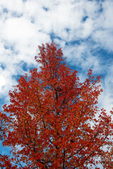 The natural beauty of autumn colors and falling leaves