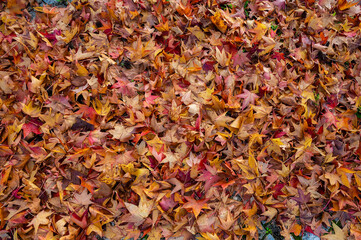 The natural beauty of autumn colors and falling leaves