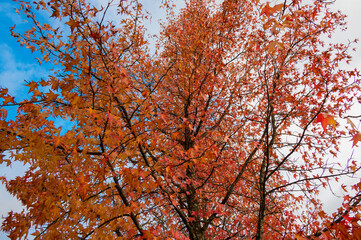 The natural beauty of autumn colors and falling leaves