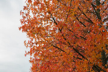 The natural beauty of autumn colors and falling leaves