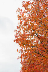 The natural beauty of autumn colors and falling leaves