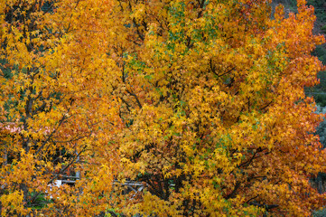 The natural beauty of autumn colors and falling leaves