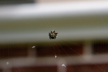 Spotted Spider Spinning a Silk Web