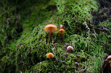 Detail of a wild mushrooms on a tree trunk