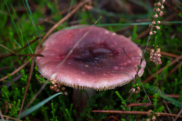 Detail of a pink wild mushrooms in their natural habitat