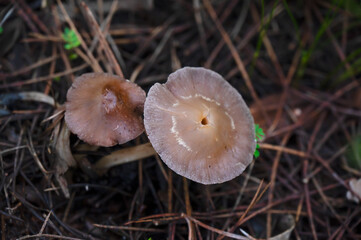 Detail of a wild mushrooms in their natural environment