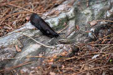 Detail of the Arion Ater slug, large black slug