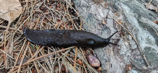 Detail of the Arion Ater slug, large black slug