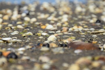 Seashells in the sand