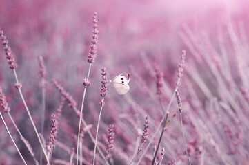 Motyl na polu lawendy © Iwona