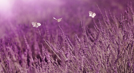 Motyl na lawendzie, fioletowe tło kwiatowe