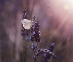 Motyl bielinek na lawendzie © Iwona