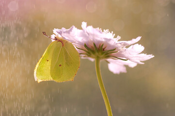 Motyl Gonepteryx rhamni © Iwona
