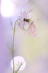 Motyl Gonepteryx rhamni. Pastelowy kolor © Iwona