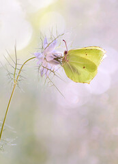 Motyl Gonepteryx rhamni © Iwona