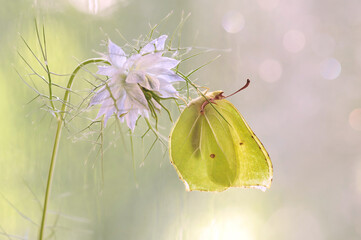 Motyl, pastelowy kolor Gonepteryx rhamni © Iwona