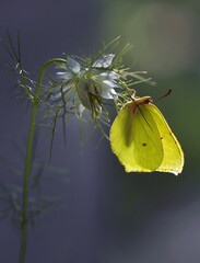Motyl Gonepteryx rhamni © Iwona