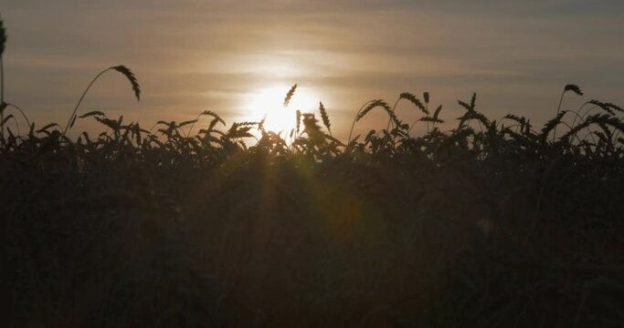 Organic farm harvest barley malt production. Field with yellow ears of rye and millet. Barley Crop Field in Close Up.