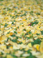 Tokyo,Japan - November 20, 2022: Stacked fallen yellow gingko leaves in early winter in Tokyo, Japan
