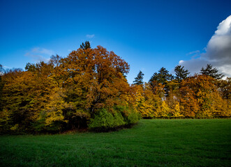 Fototapeta premium Herbstwald