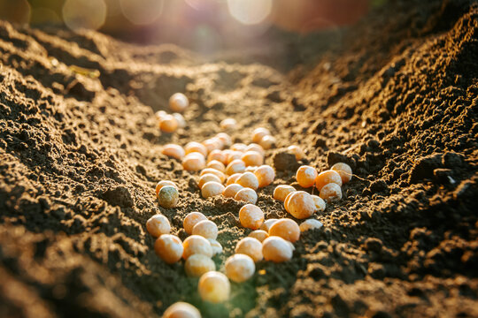 Close Up Of Fertile Ground In Which Seeds Are Planted, Cultivation In Black Soil With Chernozem, Selective Focus