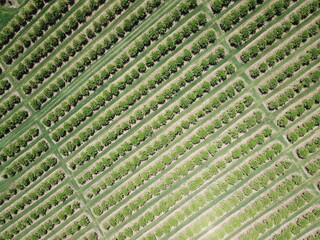 citrus plantation in northwestern Argentina