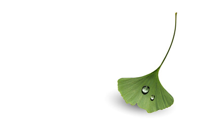 Ginkgo green leaf isolated on white background, close up. Ginkgo Biloba with fresh water drops and copy space for text, design element for your template.