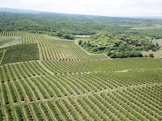 citrus plantation in northwestern Argentina