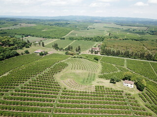 citrus plantation in northwestern Argentina