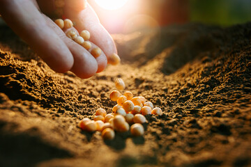 close up of farmers hand planting pea seeds in the ground Fertile ground in which seeds are...