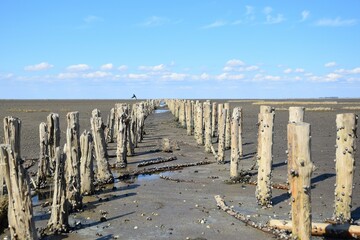 Wooden poles in the seabed used for land acquisition