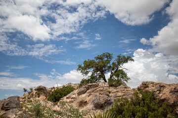 Desert scenes