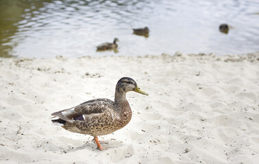 Wild duck on the shore of the lake.