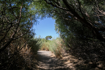 Desert scenes
