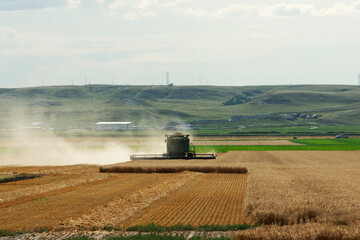 Wheat Harvest, combine harvesting wheat in a field under clear sky near Sidney, MT USA.