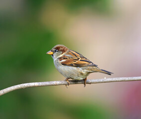 sparrow bird standing on tree branch in autumn