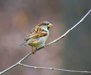 sparrow bird standing on tree branch in autumn