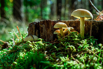 Leśne grzyby © Kornel