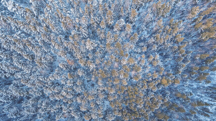 Aerial view banner Natural landscape winter forest with fresh snow