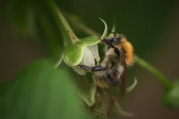 Insect in the natural environment in macro close-up. Bumblebee collecting nectar on a white flower against a background of green leaves.