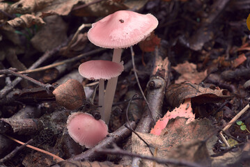 Pink mushrooms on a background of dry brown autumn leaves. Mushroom fruiting bodies.