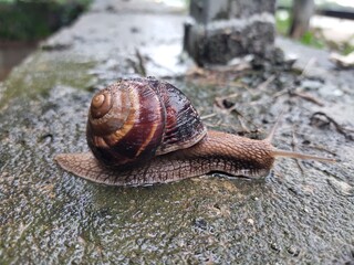 snail on a tree