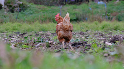 Gallina camina sobre la hierba en otoño