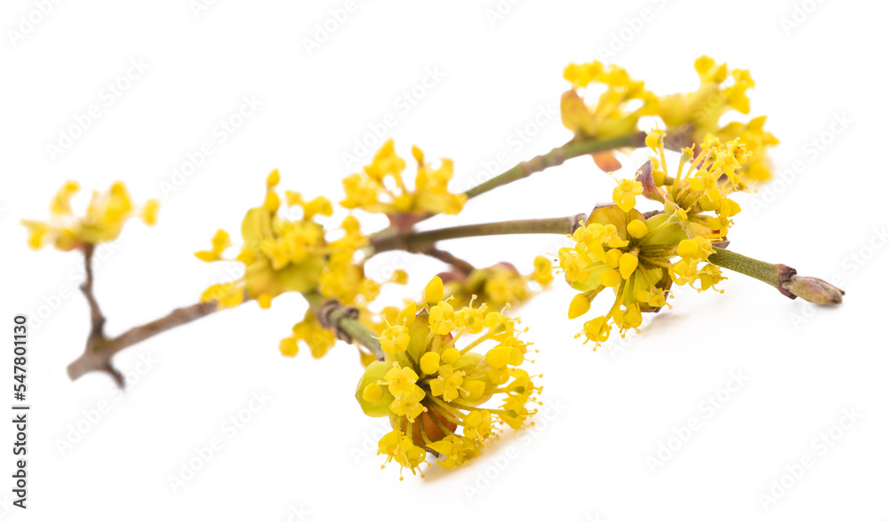 Sticker Cornelian cherry sprig with flowers