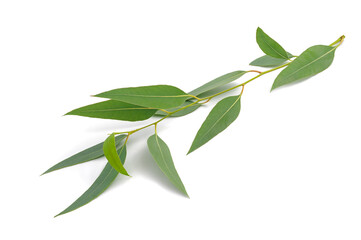 eucalyptus branch
